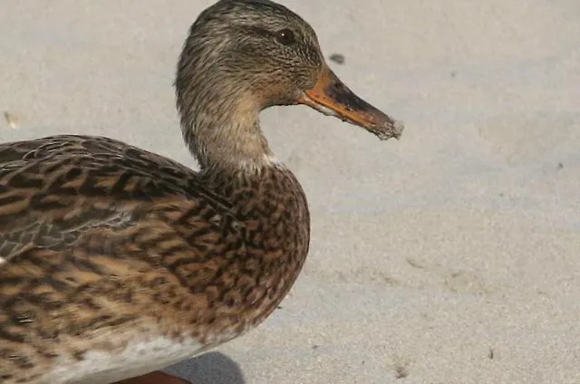 Lucky Grazioso Vista Mare Apartman *