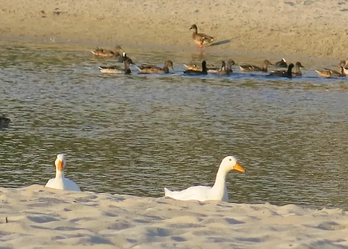 Lucky Grazioso Vista Mare Son Bou