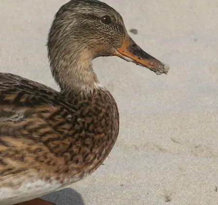 Lucky Grazioso Vista Mare Διαμέρισμα *