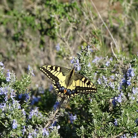 Lucky Grazioso Vista Mare Apartamento Son Bou